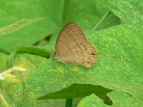 Poltys satyr