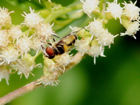 Mosca de las flores