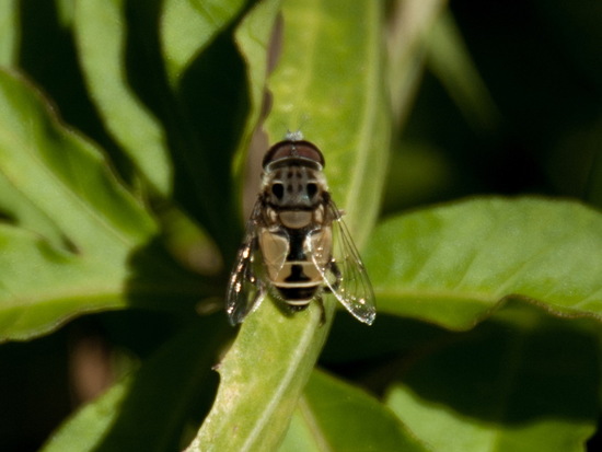Mosca de las flores