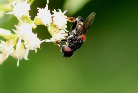 Mosca de las flores