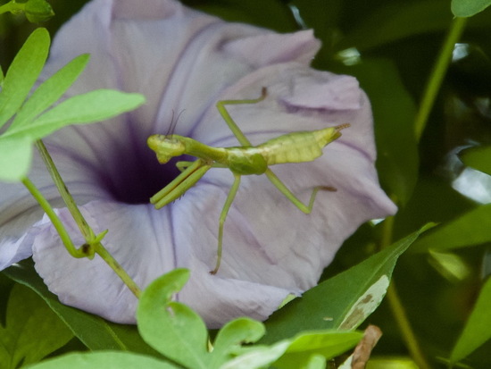 Mantis