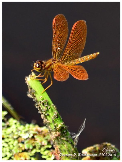 Libélula 