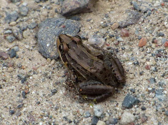 Rana criolla