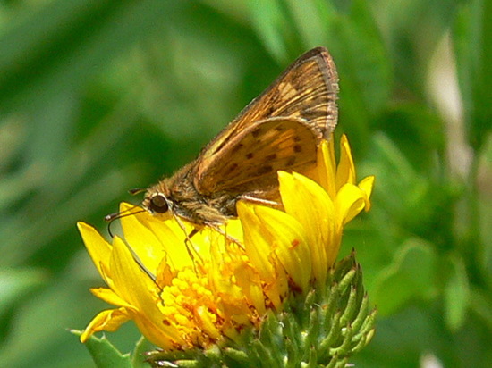Fiery skipper