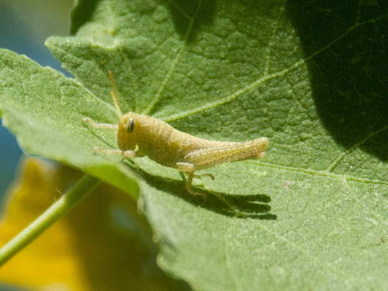 Langosta de líneas blancas