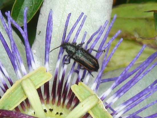 Astilo