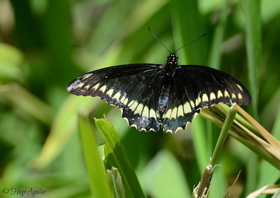 Polydamas swallowtail