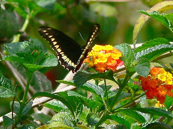Polydamas swallowtail