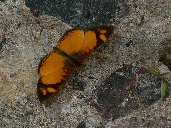 Claudina crescent