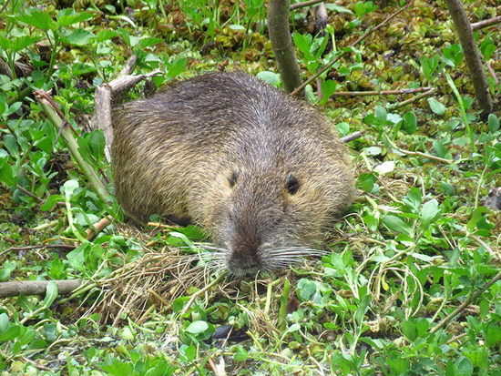 Coypu