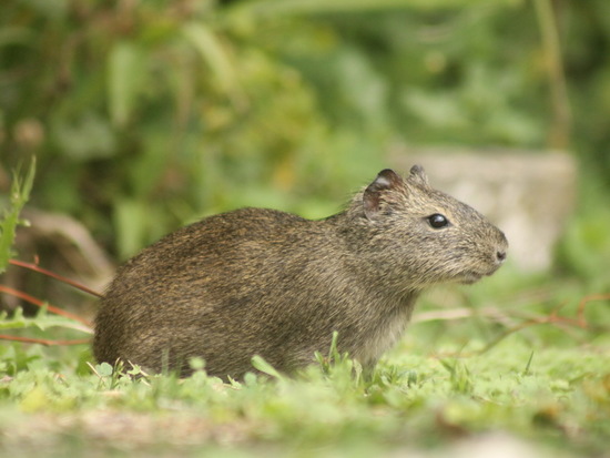Pampas cavy
