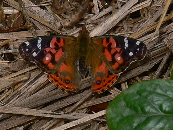 Southamerican lady