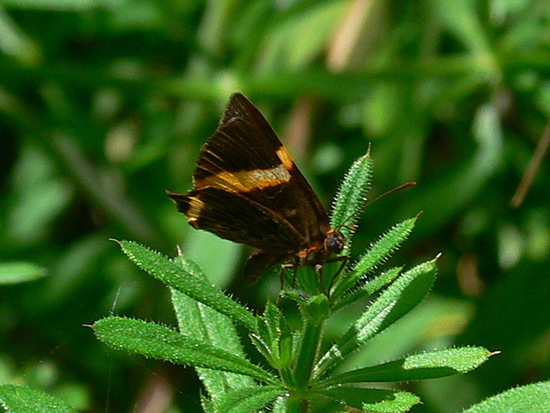 Lyssipoides metalmark