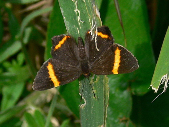 Lyssipoides metalmark
