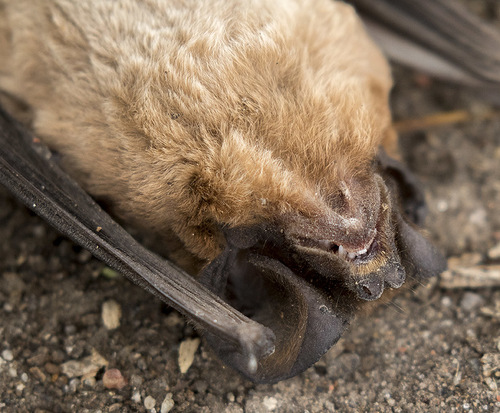 Peter's mastiff bat