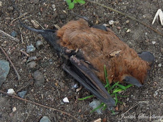 Peter's mastiff bat