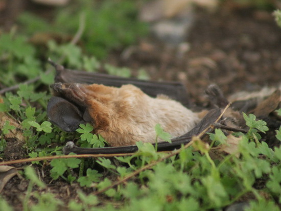 Peter's mastiff bat