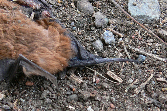 Peter's mastiff bat