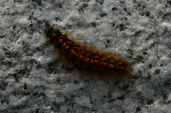 Tiger moth