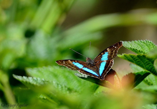 Laurentia Emperor