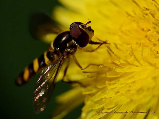 Mosca de las flores