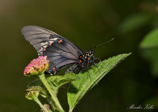 Polydamas swallowtail