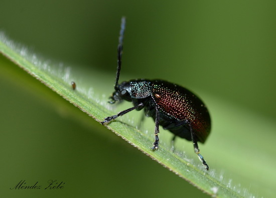 Escarabajo hoja