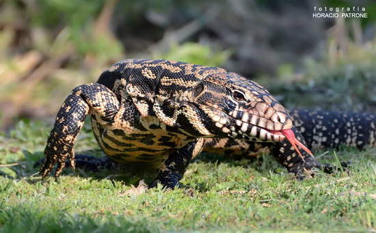 Lagarto overo