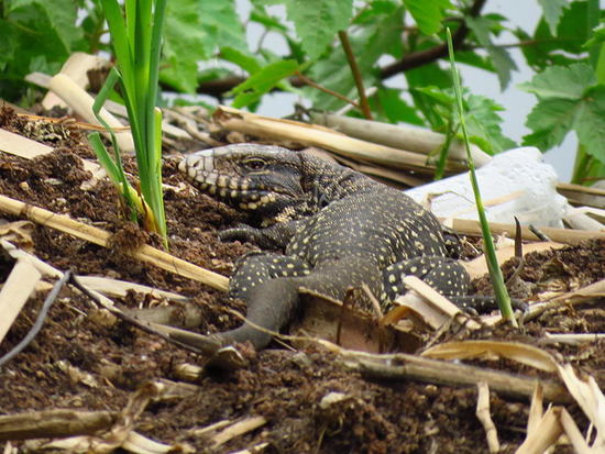 Lagarto overo