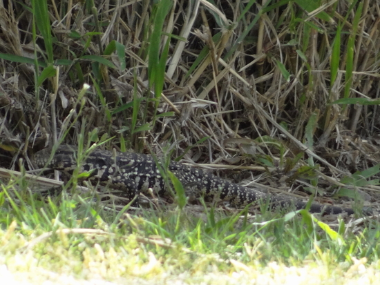 Lagarto overo