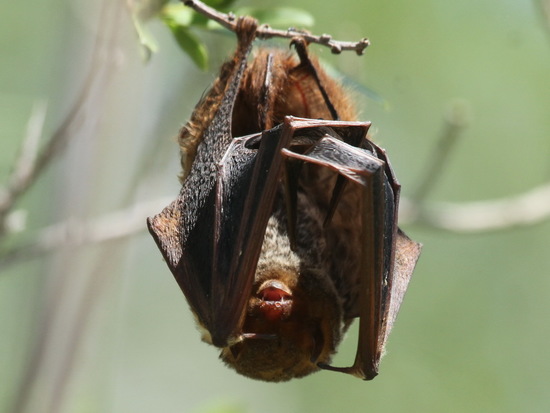 Murciélago escarchado