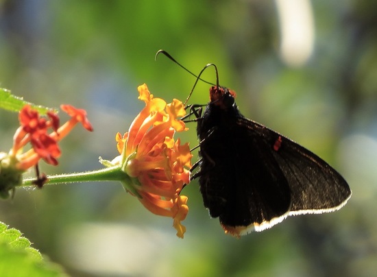 Guava skipper