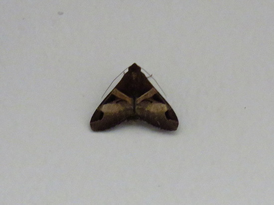 Polilla fasciolada