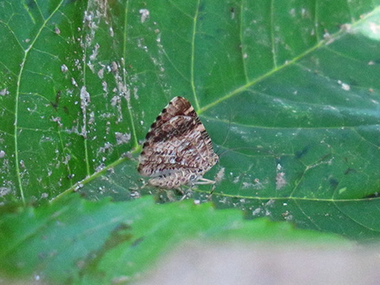 Polilla geómetra