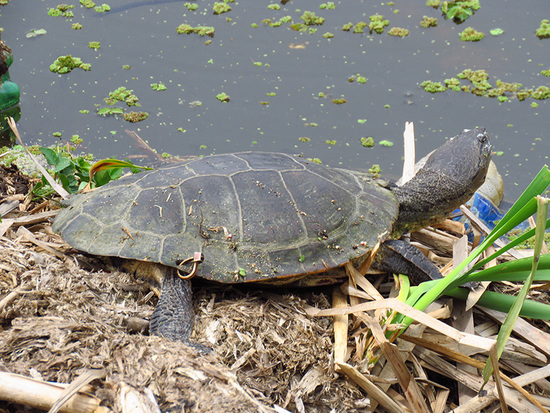 Tortuga de laguna