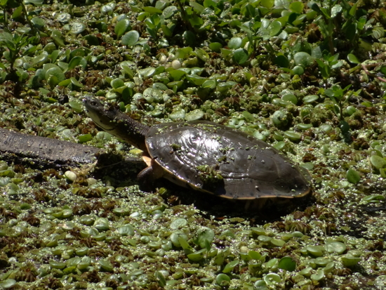 Tortuga de laguna