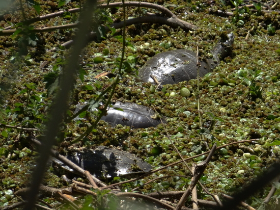 Tortuga de laguna