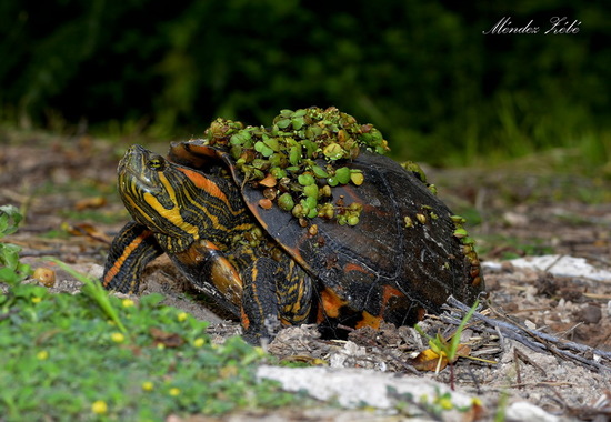 Tortuga pintada