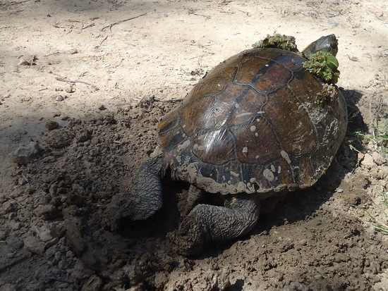 Tortuga pintada
