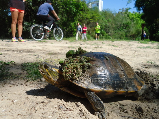 Tortuga pintada