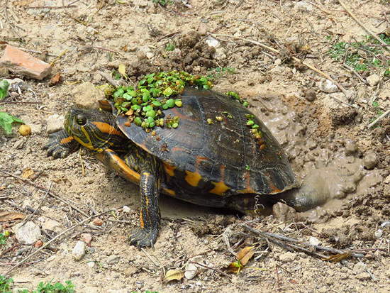 Tortuga pintada