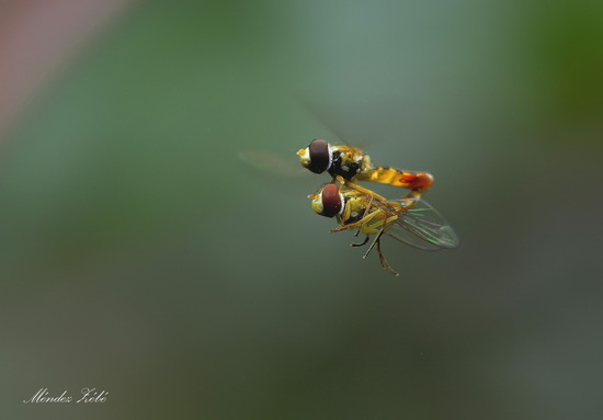 Mosca de las flores