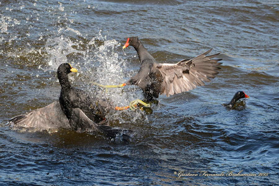 Fight between red-gartered coots and common gallinules