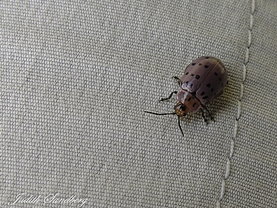 Escarabajo pulga