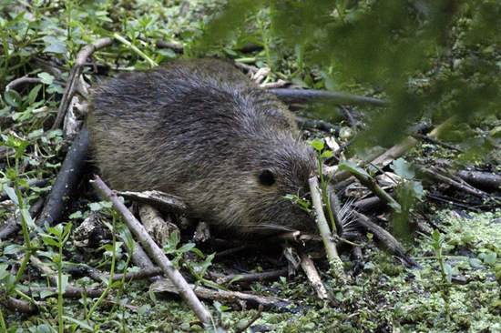 Coypu