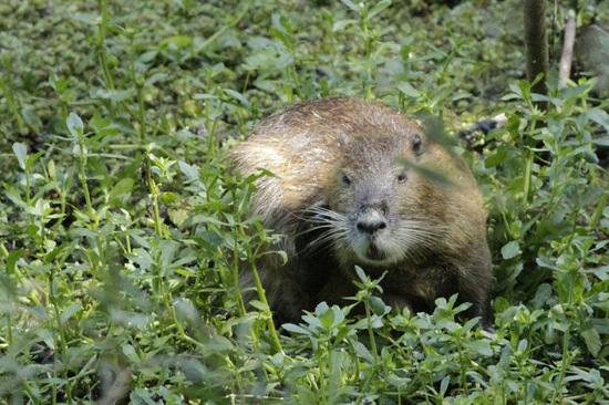 Coypu