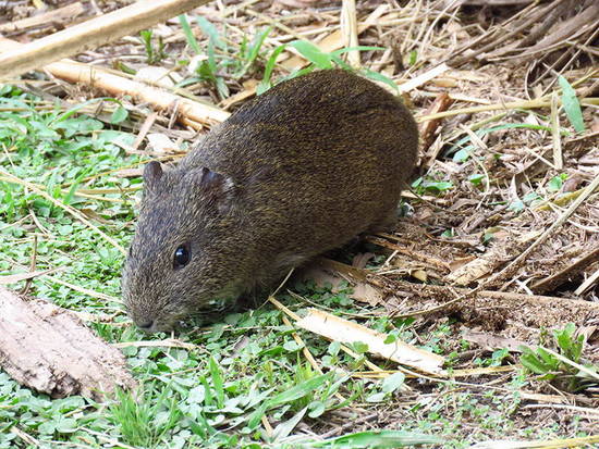 Pampas cavy