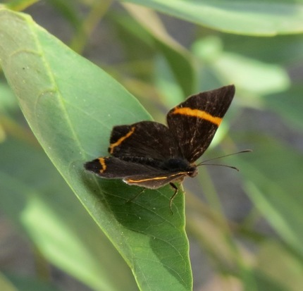 Lyssipoides metalmark