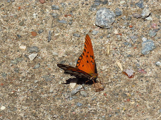 Gulf fritillary