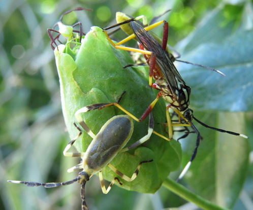 Chinche del mburucuyá